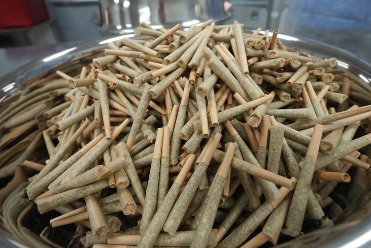 Un Cambio Histórico, Pero No Suficiente: Trump Baja la Marihuana a la Lista III, Aliviando Restricciones Federales